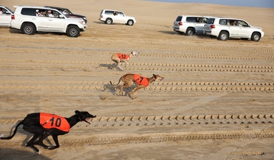 14th Saluki Championship of Al-Gannas Concluded 14 Winners Crowned